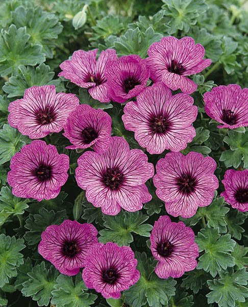 Превью изображения