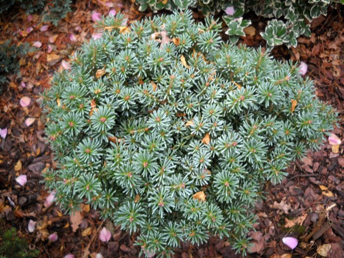 Превью изображения