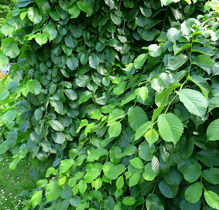 Превью изображения