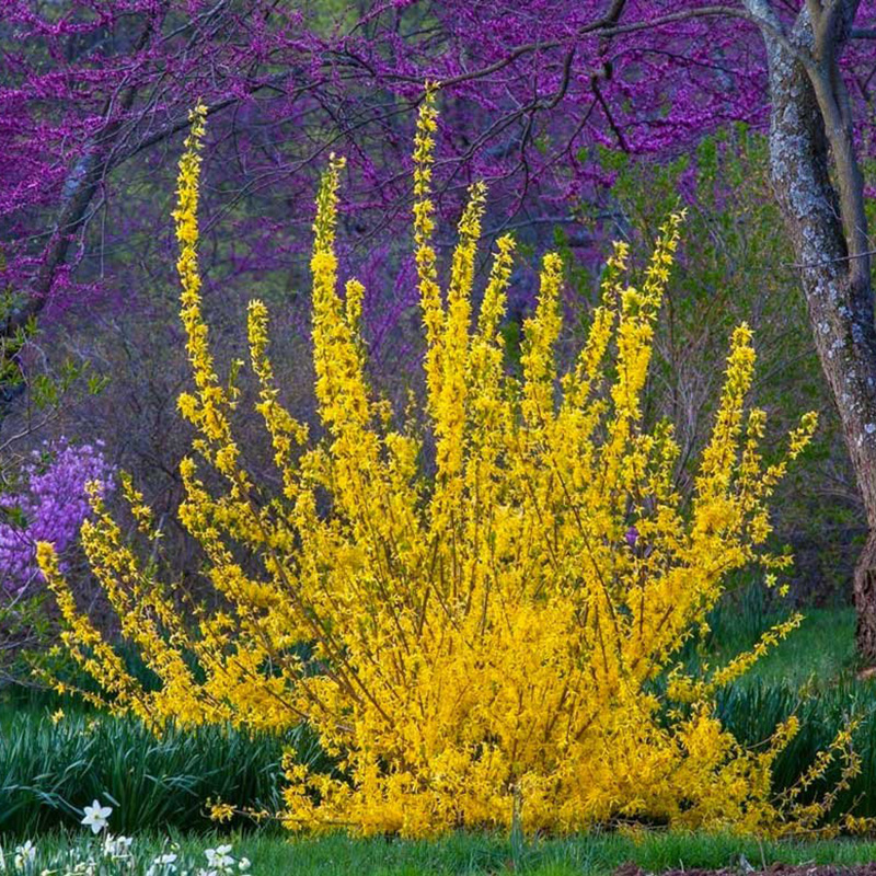 Превью изображения