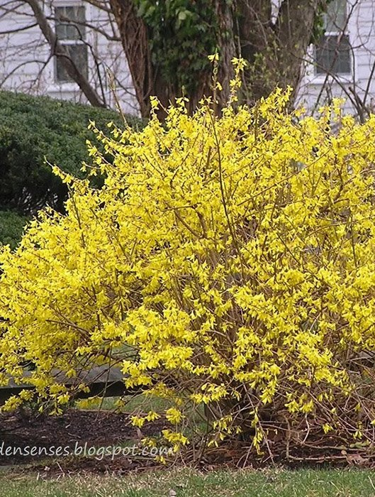 Превью изображения