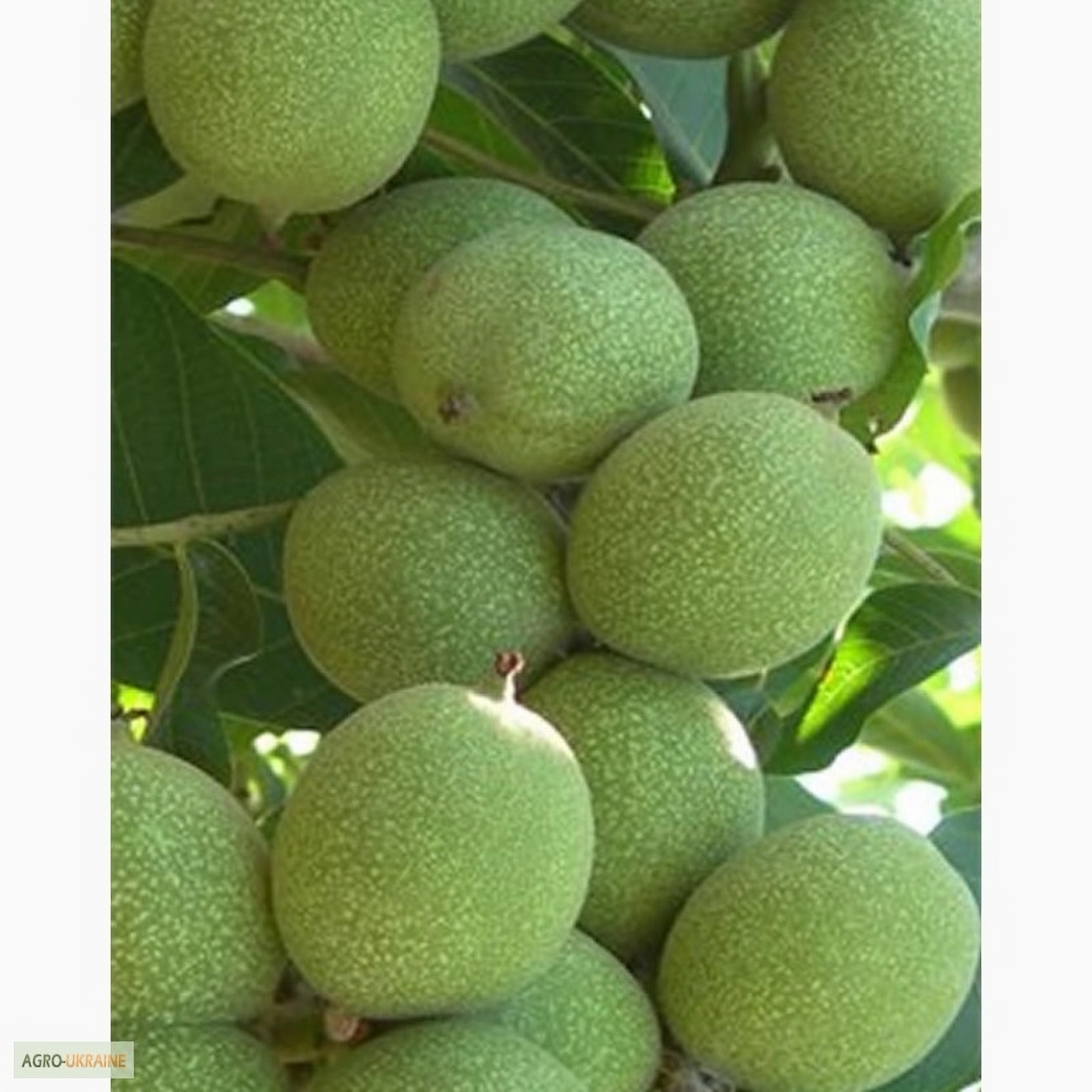 Превью изображения