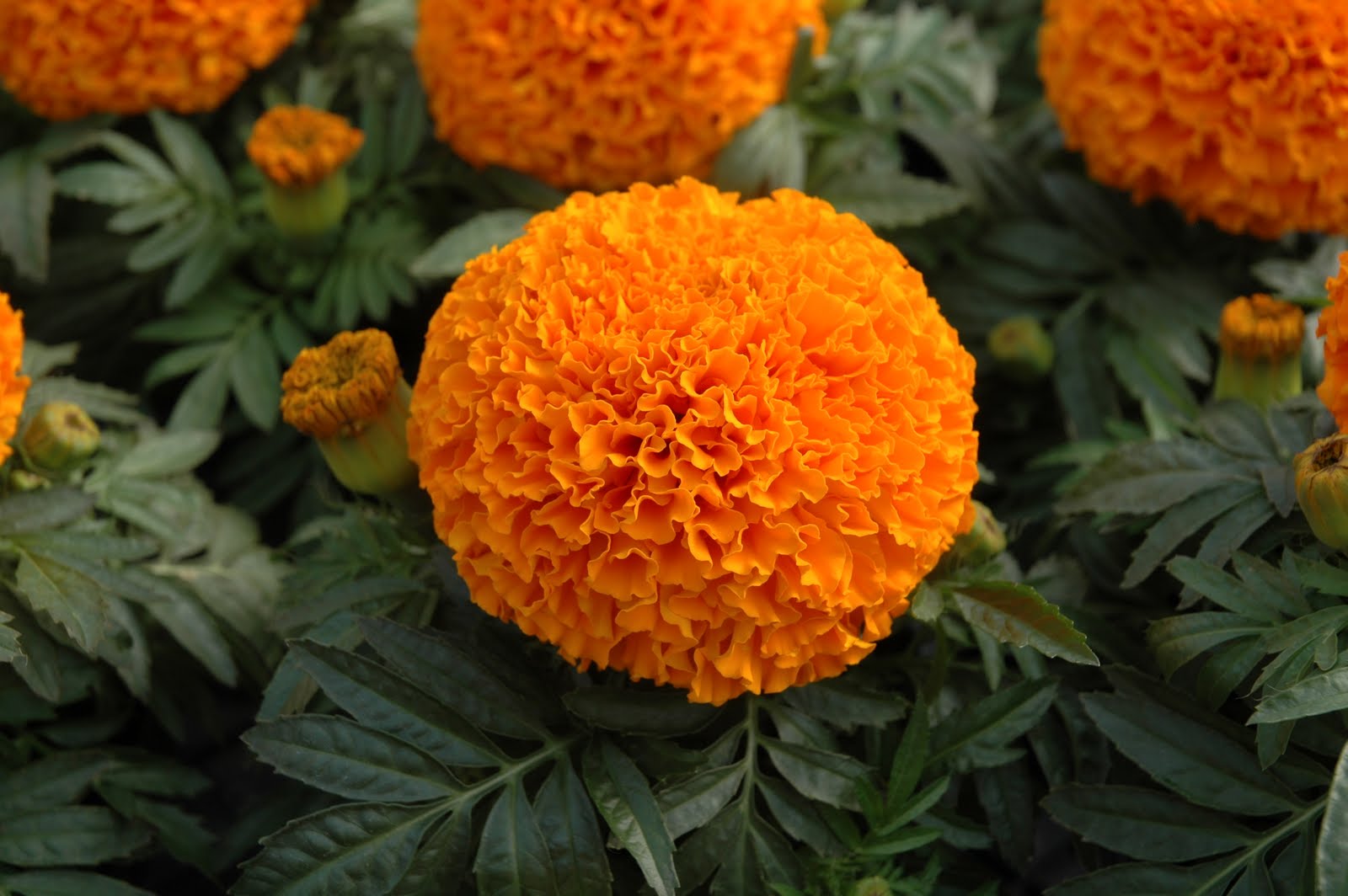 Превью изображения