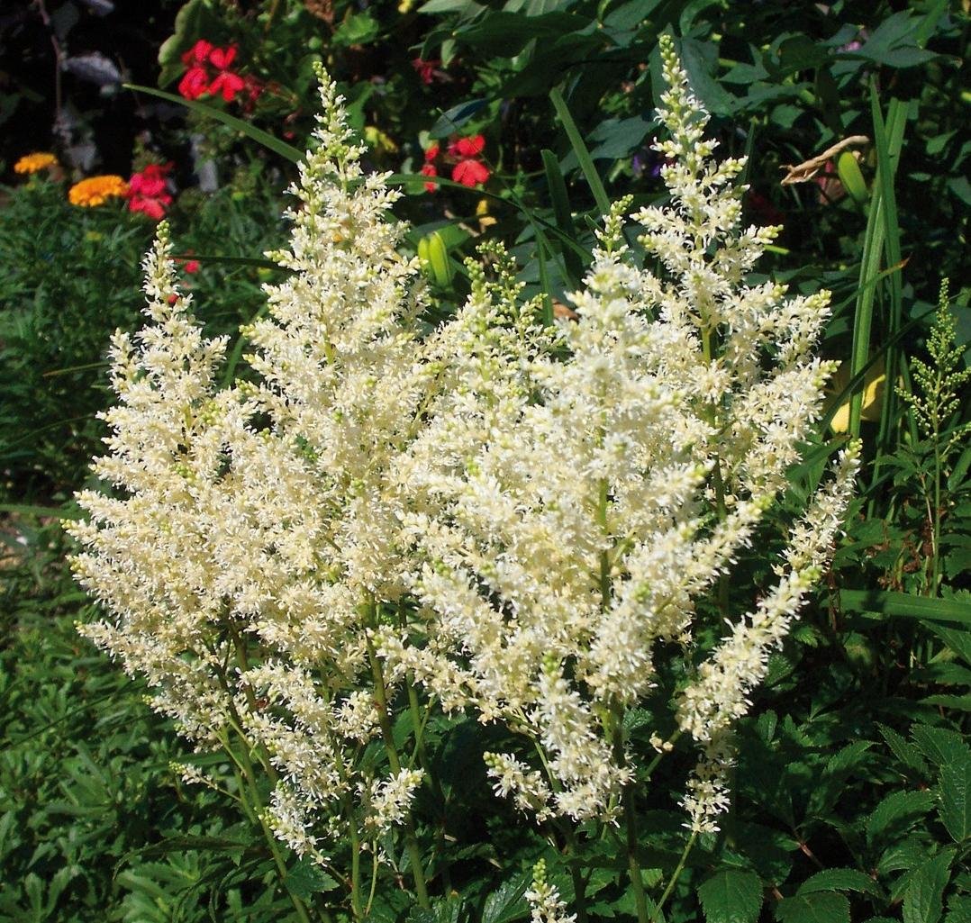 Превью изображения