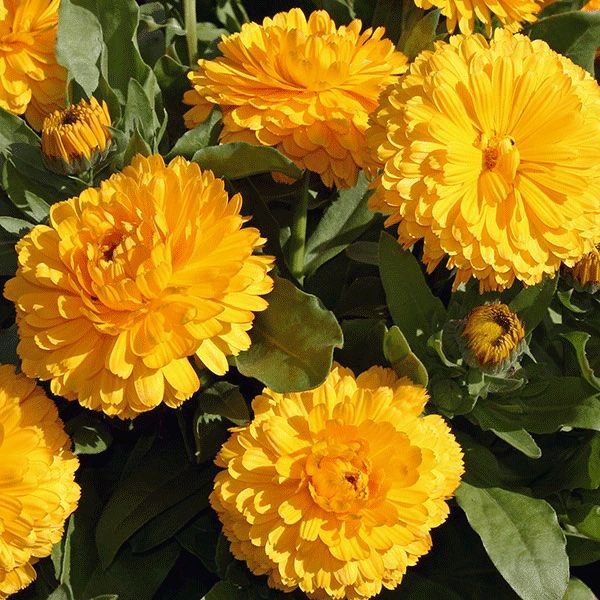 Превью изображения