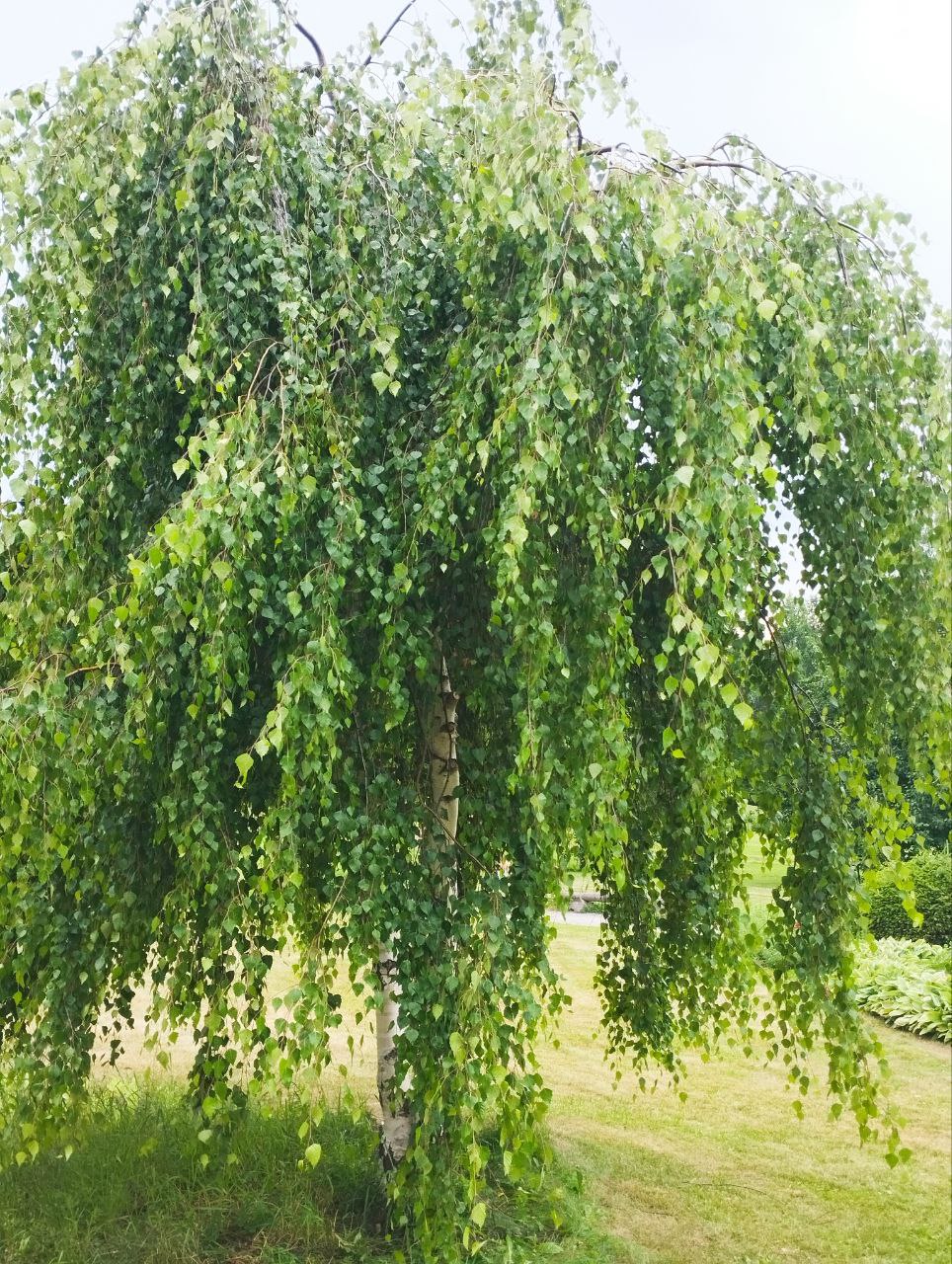 Превью изображения