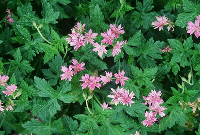 Превью изображения