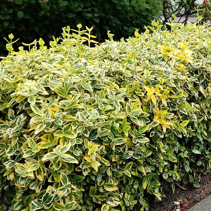 Превью изображения