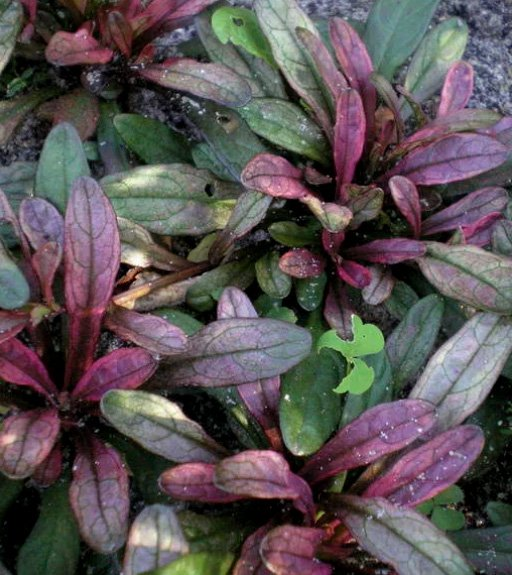 Превью изображения