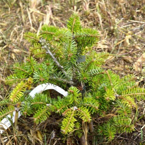 Превью изображения