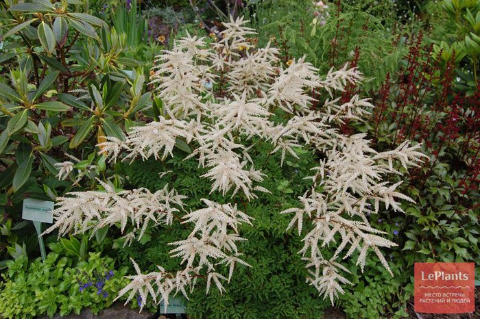 Превью изображения