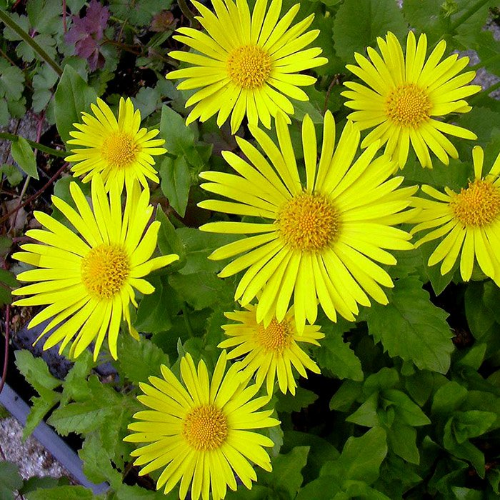 Превью изображения