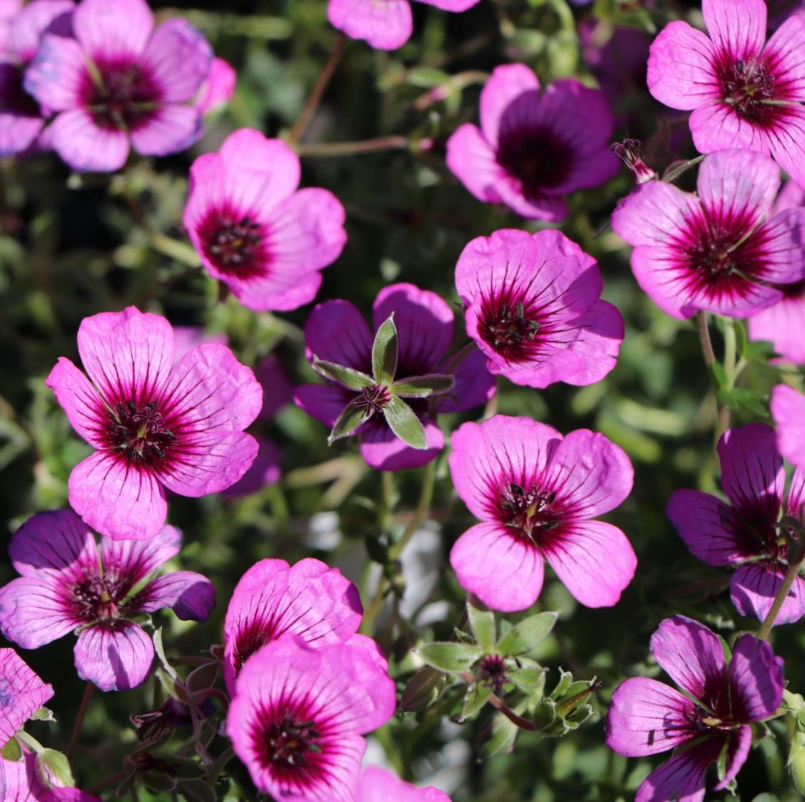 Превью изображения