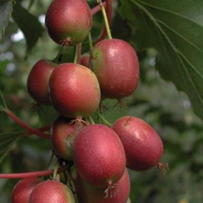 Превью изображения