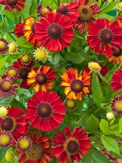 Превью изображения