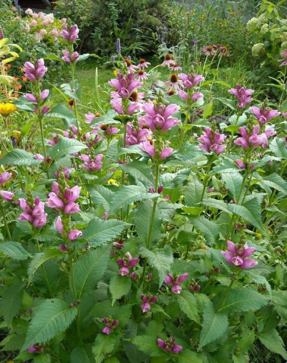 Превью изображения