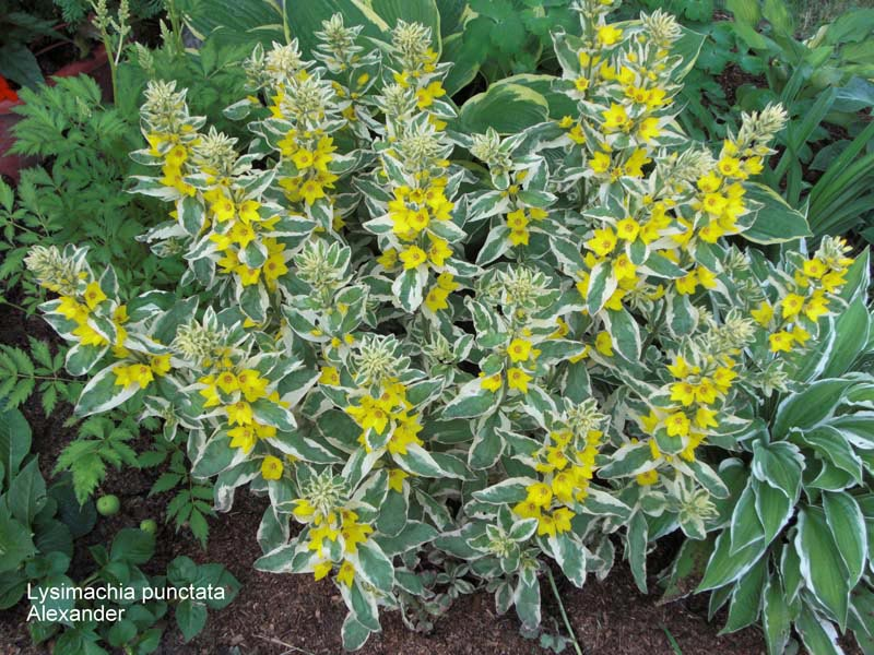 Превью изображения