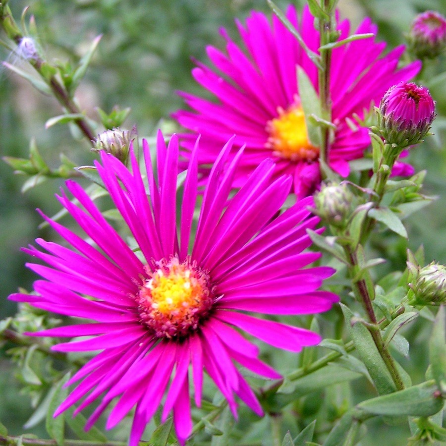 Превью изображения