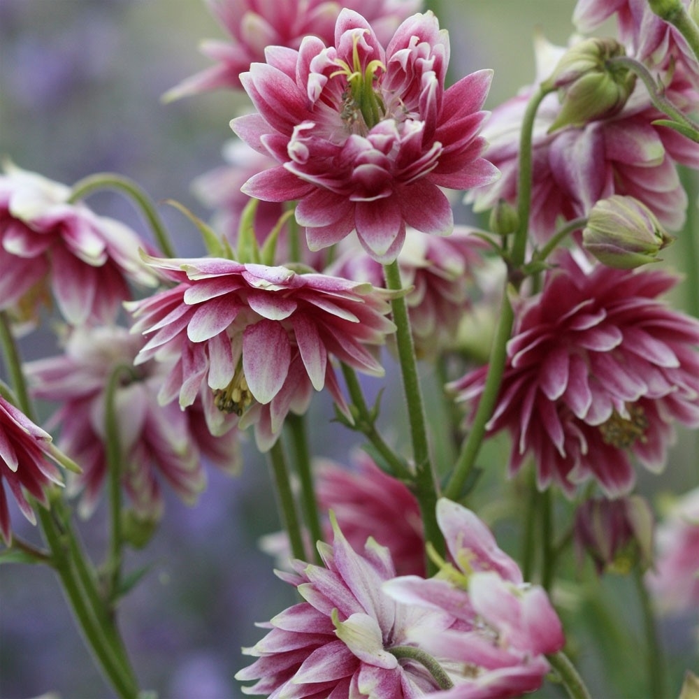 Превью изображения