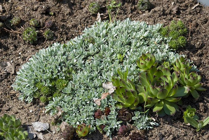 Превью изображения