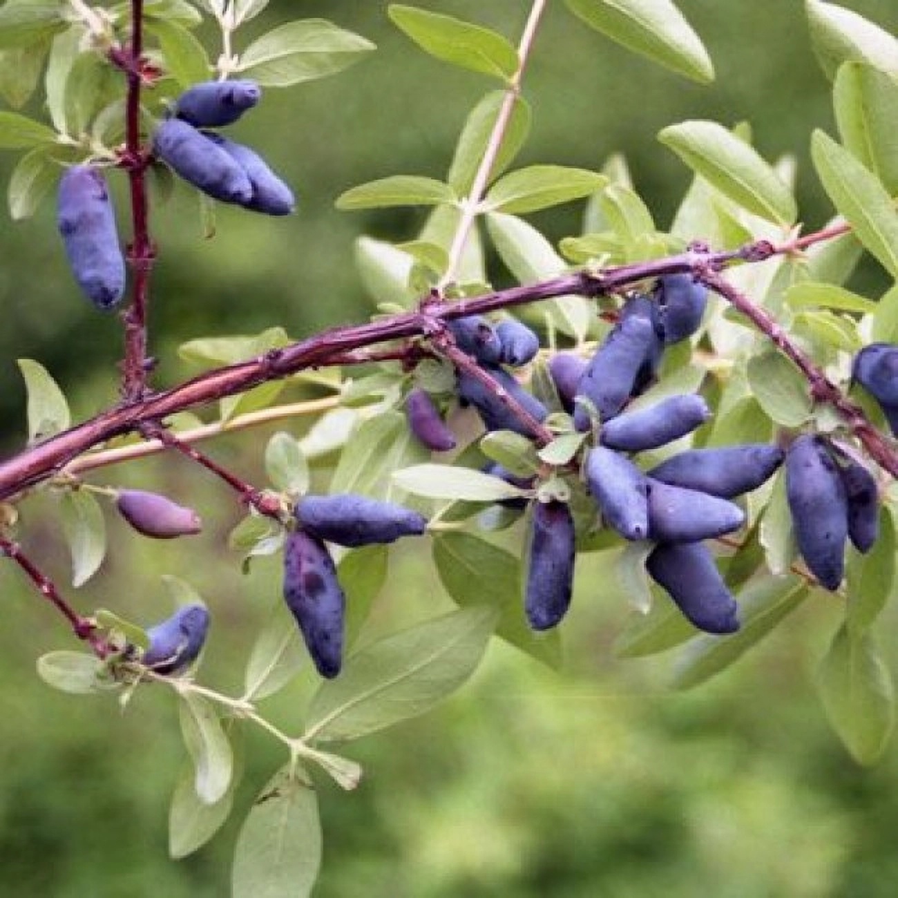 Превью изображения