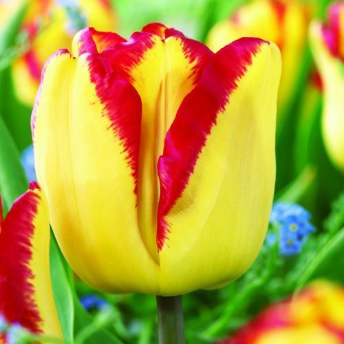 Превью изображения