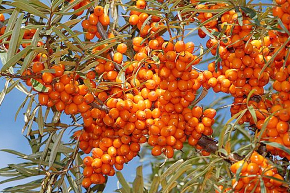 Превью изображения