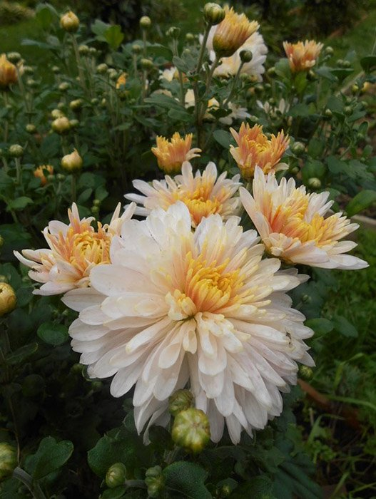 Превью изображения