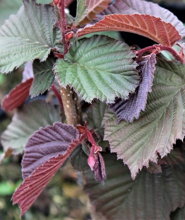 Превью изображения