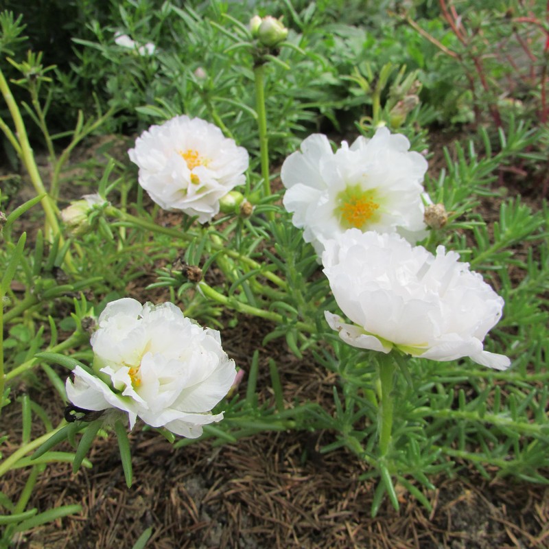 Превью изображения