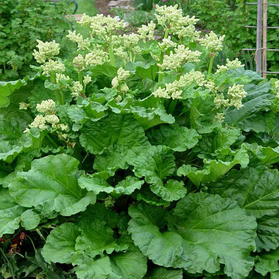 Превью изображения