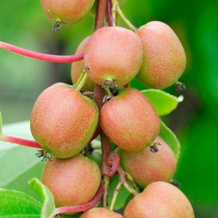 Превью изображения