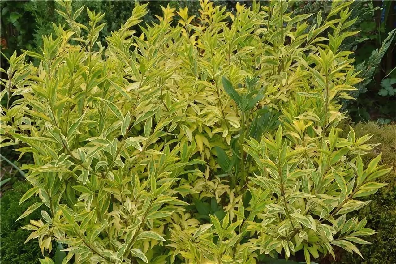 Превью изображения