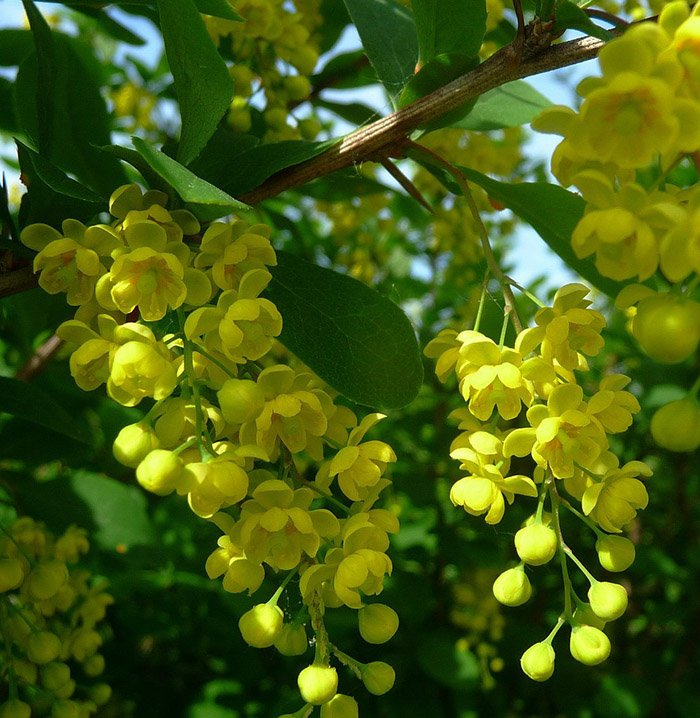 Превью изображения