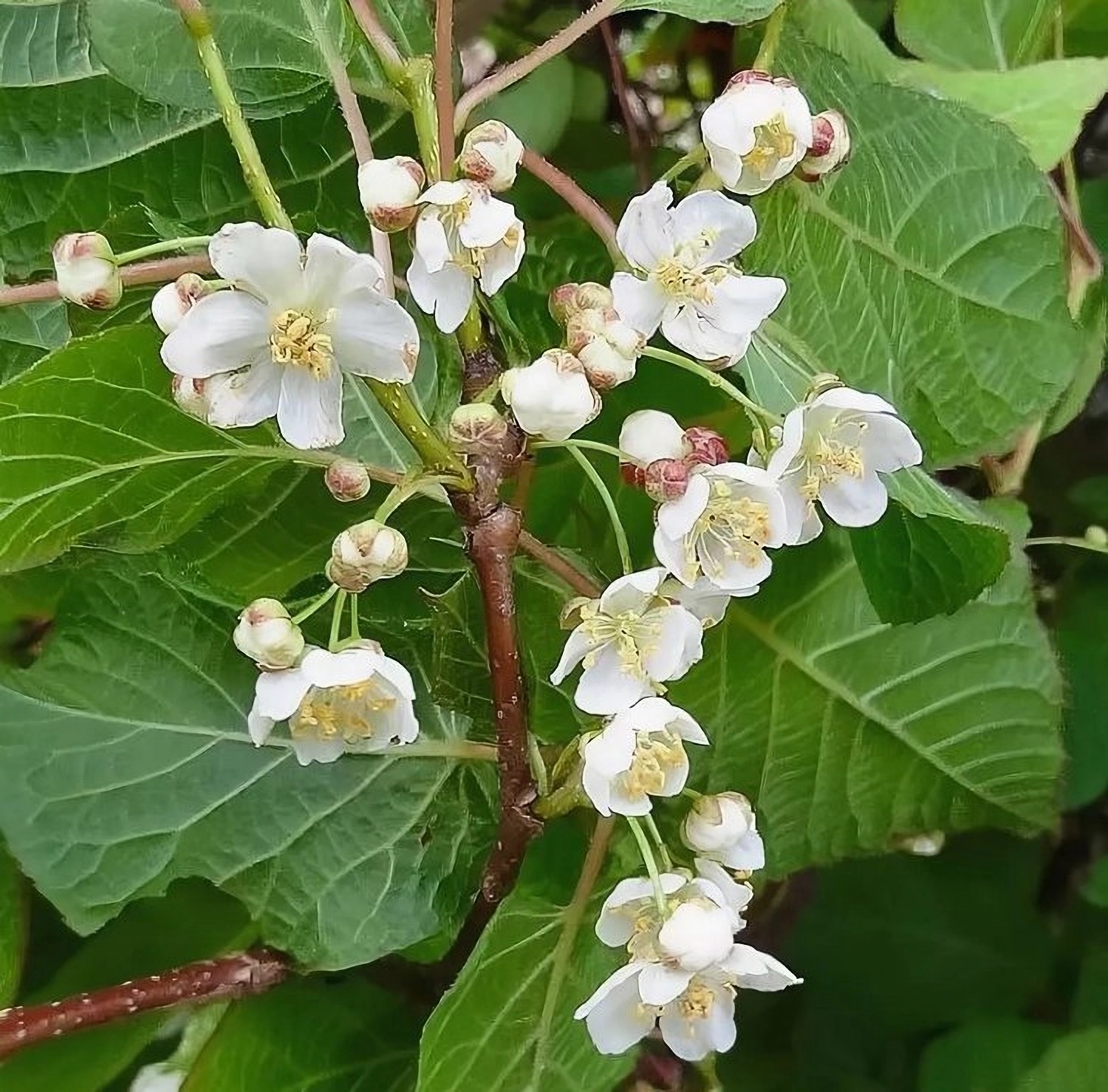 Превью изображения