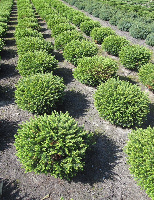 Превью изображения