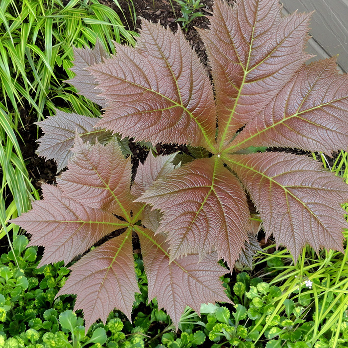 Превью изображения