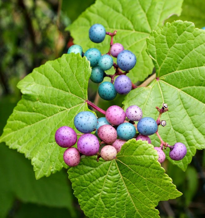 Превью изображения