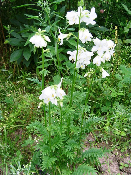 Превью изображения