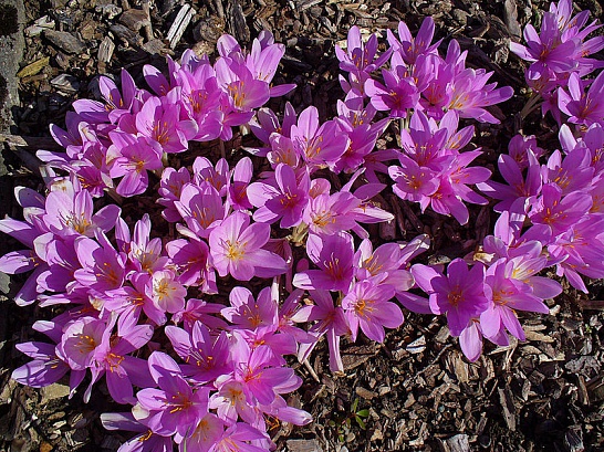 Превью изображения