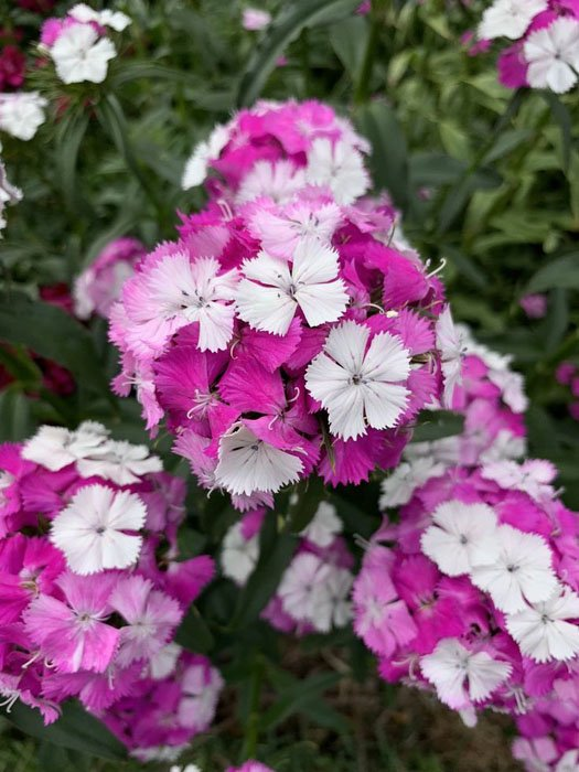 Превью изображения