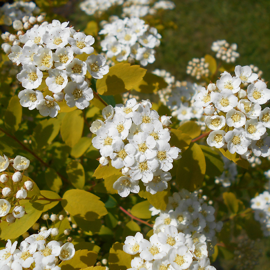 Превью изображения