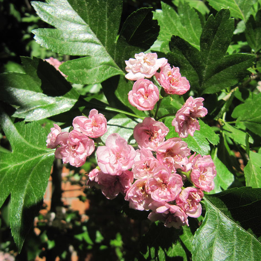 Превью изображения