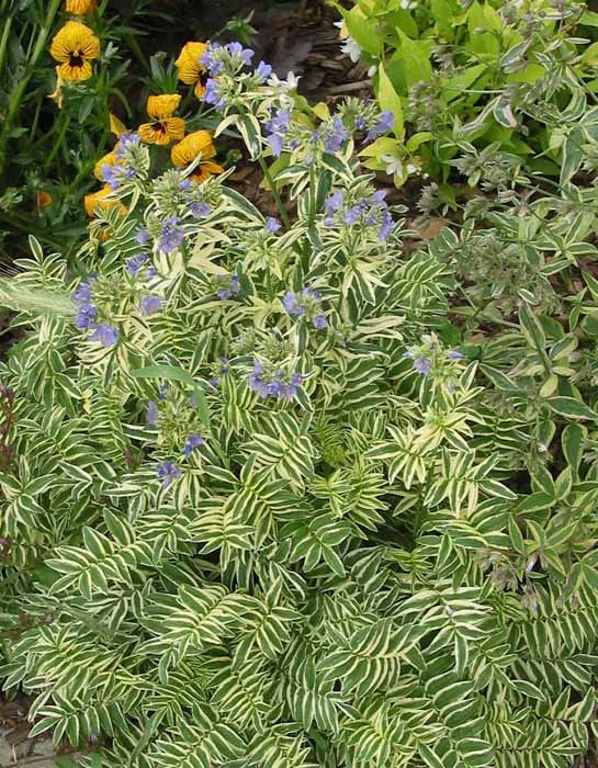 Превью изображения