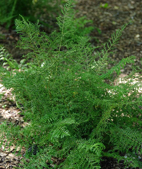 Превью изображения