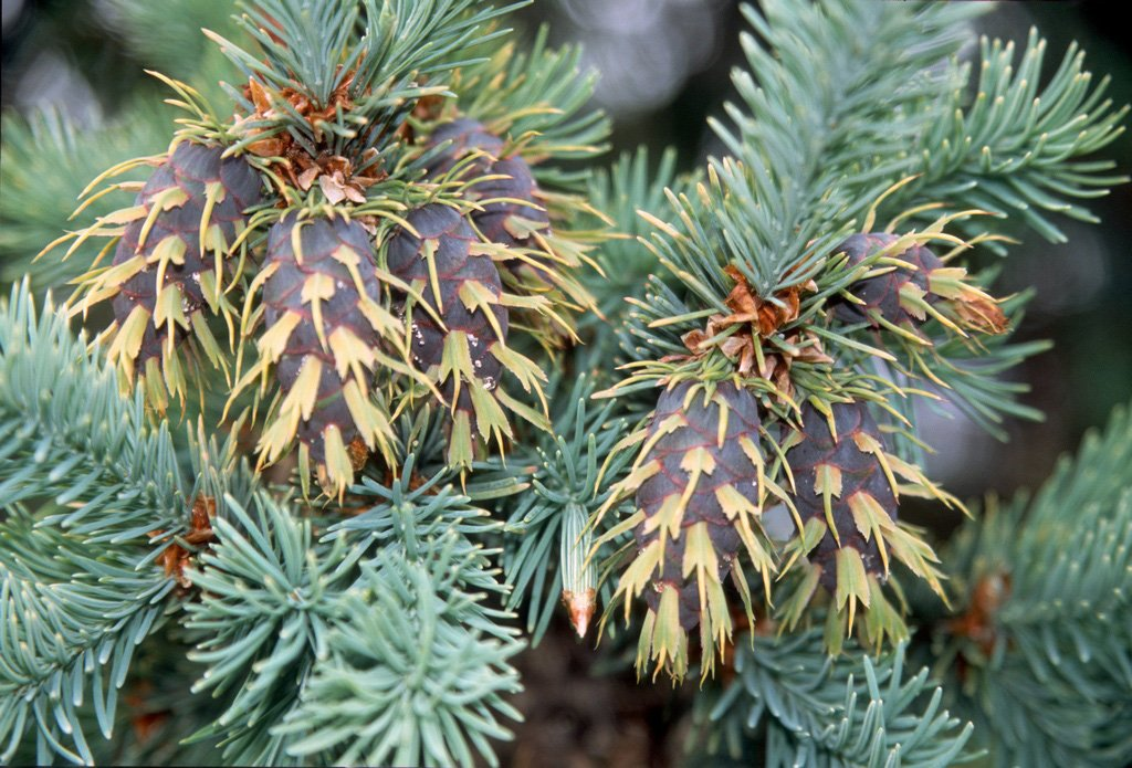 Превью изображения