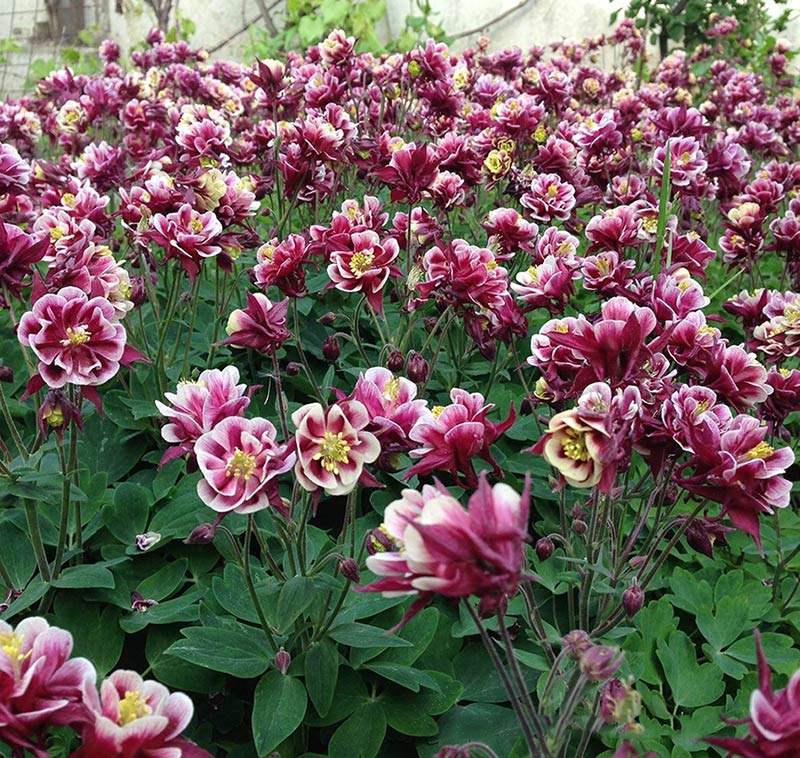 Превью изображения