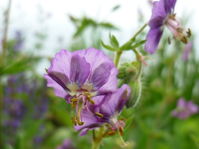 Превью изображения