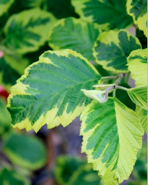 Превью изображения