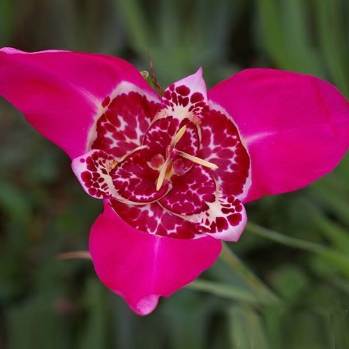 Превью изображения